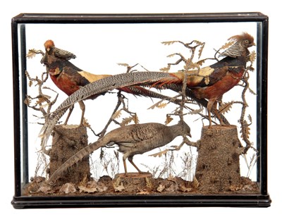 Lot 367 - A LATE 19TH CENTURY EBONISED TAXIDERMY CABINET...