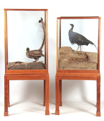 Lot 369 - TWO 20TH CENTURY MAHOGANY TAXIDERMY CABINETS...