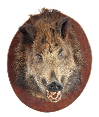 Lot 308 - AN EARLY 20th CENTURY TAXIDERMY WILD BOARS...