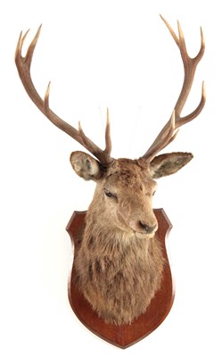 Lot 309 - A TAXIDERMY ROYAL STAGS HEAD having 12 points,...