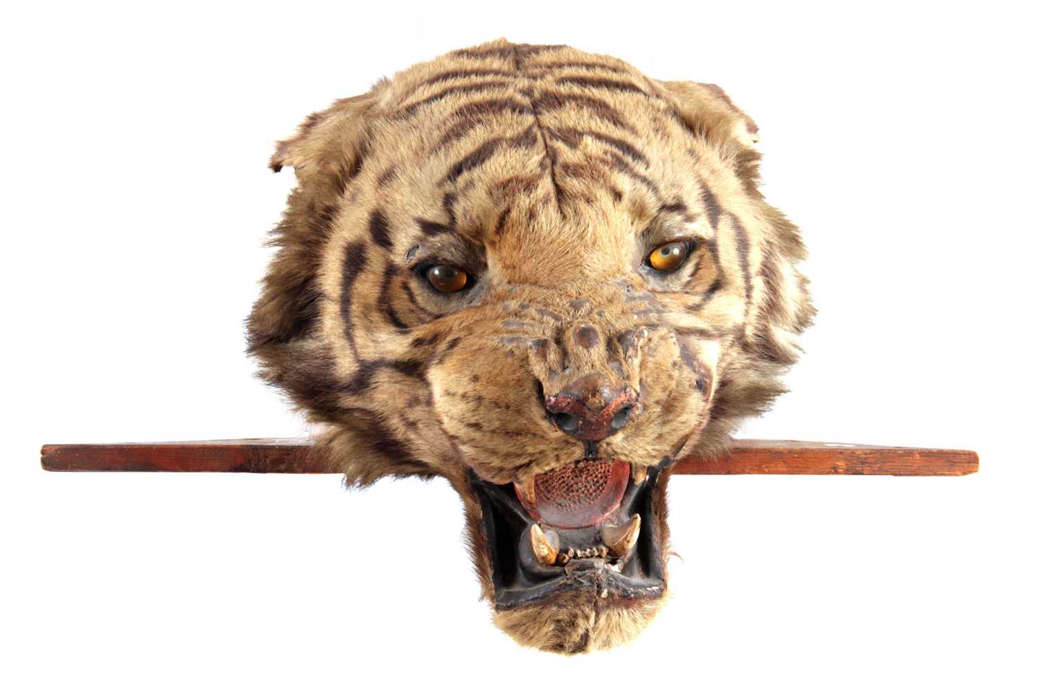 Lot 310 - A LARGE LATE 19th CENTURY TAXIDERMY TIGER HEAD...