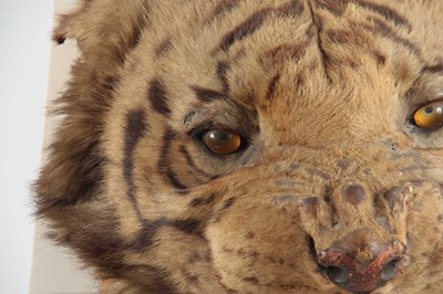 Lot 310 - A LARGE LATE 19th CENTURY TAXIDERMY TIGER HEAD...