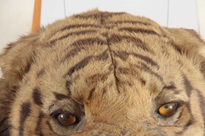 Lot 310 - A LARGE LATE 19th CENTURY TAXIDERMY TIGER HEAD...