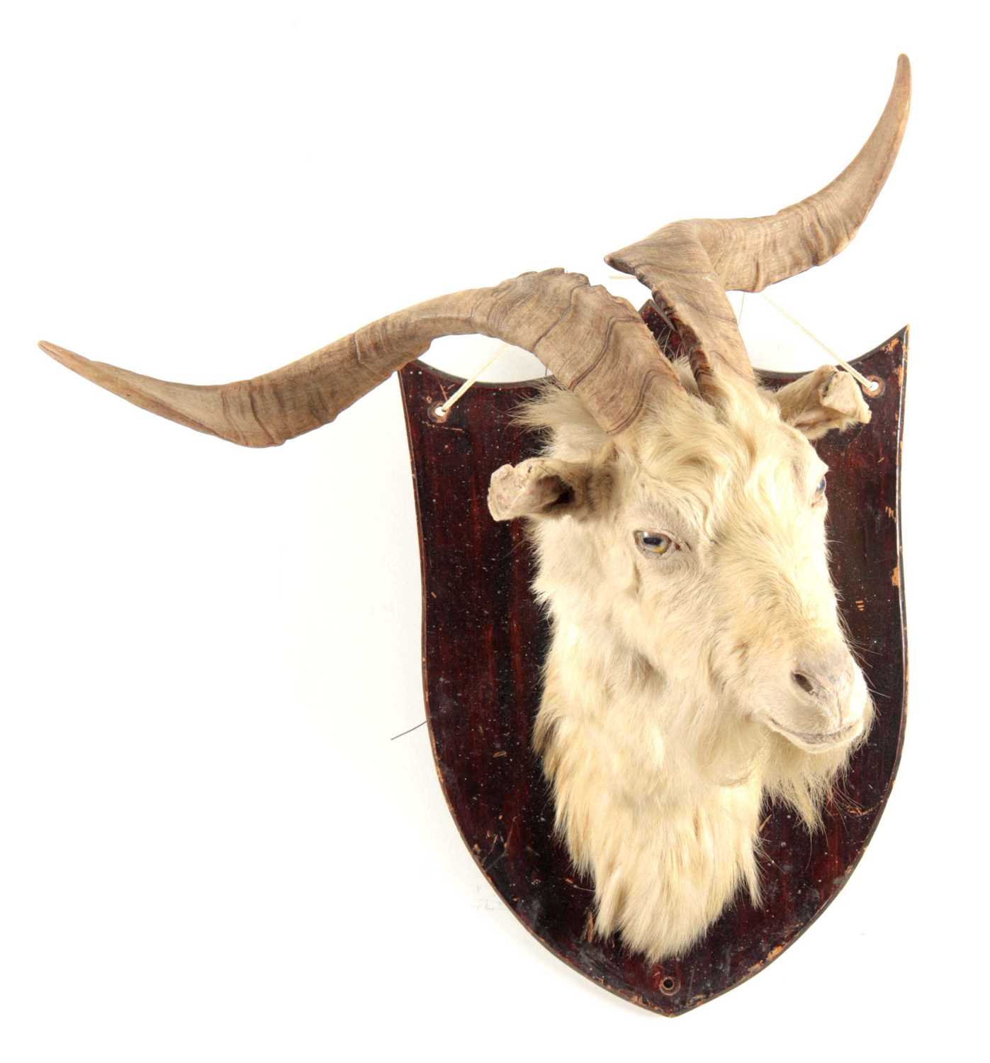 Lot 312 - AN EARLY 20th CENTURY TAXIDERMY WILD GOAT HEAD...