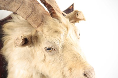 Lot 312 - AN EARLY 20th CENTURY TAXIDERMY WILD GOAT HEAD...