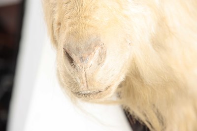 Lot 312 - AN EARLY 20th CENTURY TAXIDERMY WILD GOAT HEAD...