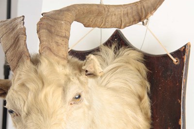 Lot 312 - AN EARLY 20th CENTURY TAXIDERMY WILD GOAT HEAD...