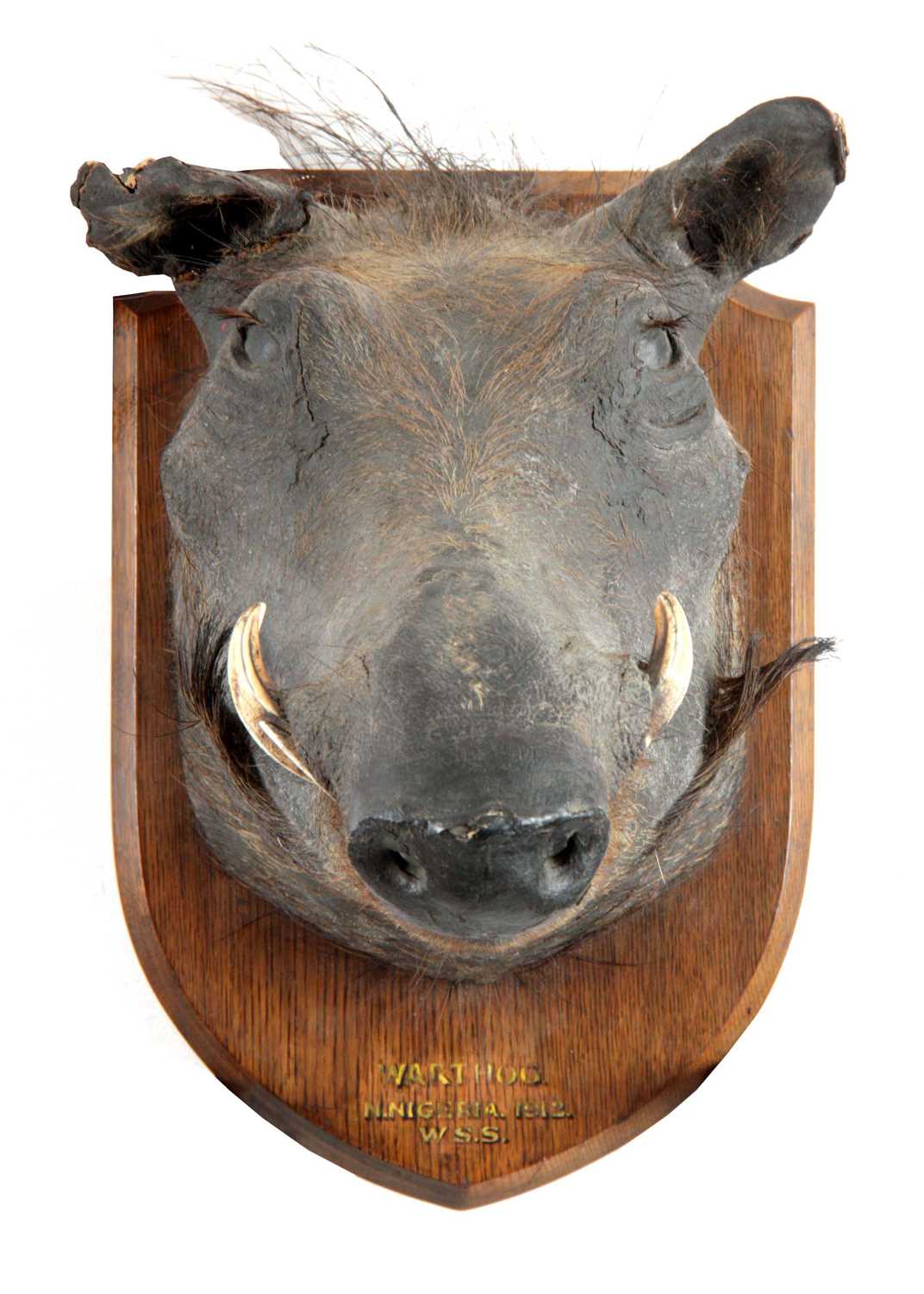 Lot 313 - AN EARLY 20th CENTURY TAXIDERMY WARTHOG...