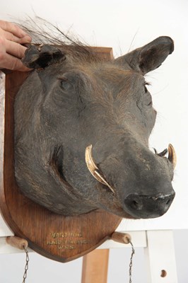 Lot 313 - AN EARLY 20th CENTURY TAXIDERMY WARTHOG...