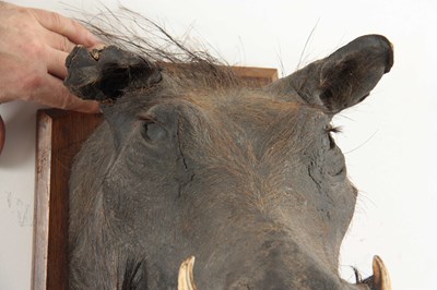 Lot 313 - AN EARLY 20th CENTURY TAXIDERMY WARTHOG...