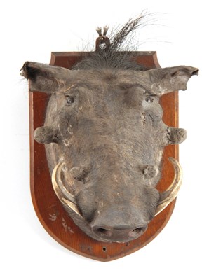 Lot 314 - AN EARLY 20th CENTURY TAXIDERMY WARTHOG...