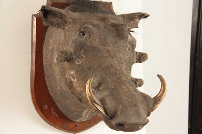 Lot 314 - AN EARLY 20th CENTURY TAXIDERMY WARTHOG...