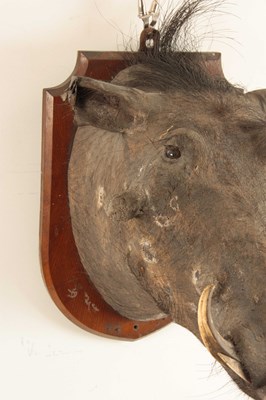 Lot 314 - AN EARLY 20th CENTURY TAXIDERMY WARTHOG...