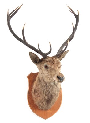 Lot 315 - A TAXIDERMY ROYAL STAGS HEAD having 12 points,...