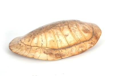 Lot 294 - AN EARLY 20TH CENTURY WHITE TURTLE SHELL with...