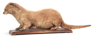 Lot 296 - A LARGE MALE TAXIDERMY OTTER mounted on an oak...