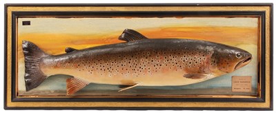 Lot 659 - A MOUNTED TAXIDERMIC MALE SALMON by P.D....