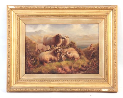 Lot 326 - W. THOMPSON 19TH CENTURY OIL ON CANVAS. Sheep...