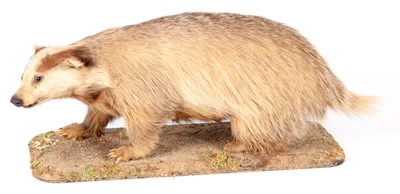 Lot 421 - A LATE 19TH CENTURY TAXIDERMIC BADGER mounted...