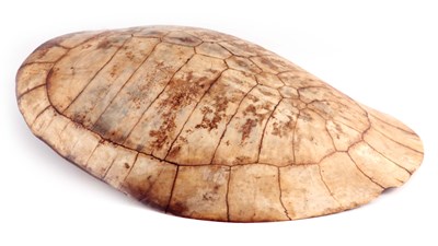 Lot 486 - A 19TH CENTURY BLOND SEA TURTLE SHELL 33.5cm...