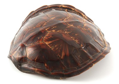 Lot 491 - A 19TH CENTURY TURTLESHELL having good colour...