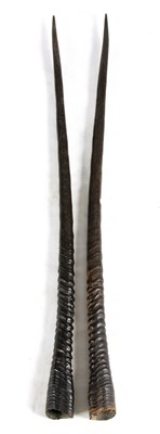 Lot 474 - A LARGE PAIR OF 19TH CENTURY AFRICAN HORNS...