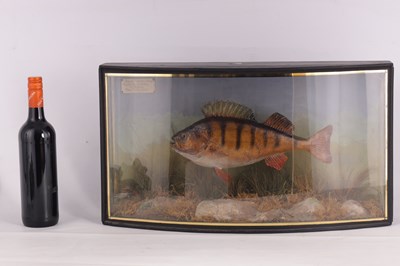 Lot 637 - A 19TH CENTURY CASED TAXIDERMY PERCH