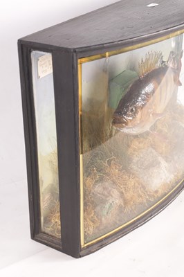 Lot 637 - A 19TH CENTURY CASED TAXIDERMY PERCH