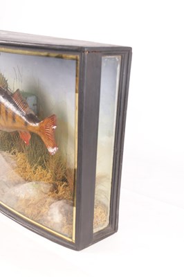 Lot 637 - A 19TH CENTURY CASED TAXIDERMY PERCH