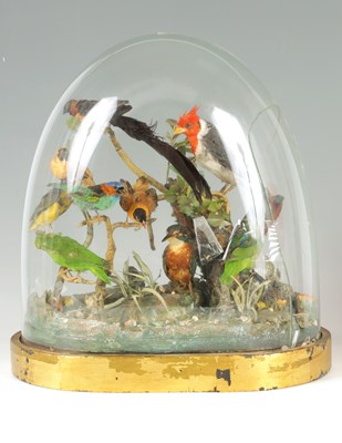 Lot 644 - A MID 19TH CENTURY CASED TAXIDERMY OF EXOTIC BIRDS