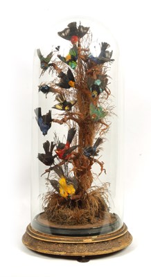 Lot 629 - A LARGE 19TH CENTURY CASED TAXIDERMY SET OF EXOTIC SINGING BIRDS