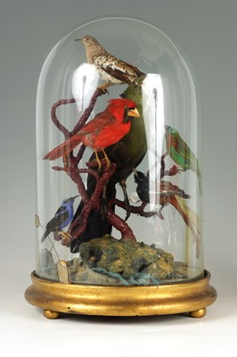 Lot 639 - A 19TH CENTURY TAXIDERMY SET OF EXOTIC BIRDS