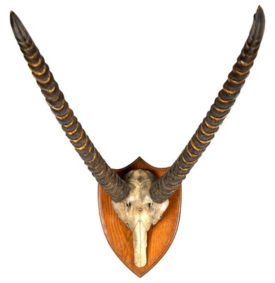 Lot 638 - A 19TH CENTURY MOUNTED TAXIDERMY SPECIMEN - A HALF SKULL AND PAIR OF HORNS OF A WATERBUCK