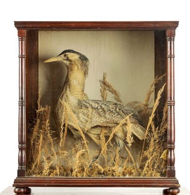 Lot 641 - A 19TH CENTURY TAXIDERMY SPECIMEN OF A BITTERN