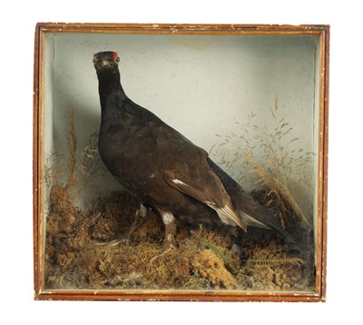 Lot 648 - A 19TH CENTURY TAXIDERMY SPECIMEN OF A MALE BLACK GROUSE