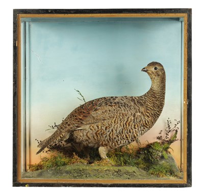 Lot 628 - A 19TH CENTURY TAXIDERMY SPECIMEN OF A FEMALE BLACK GROUSE