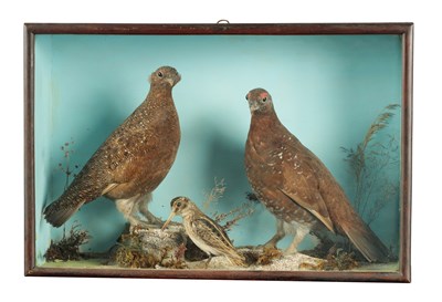 Lot 640 - A 19TH CASED TAXIDERMY SPECIMEN OF TWO RED GROUSE AND A JACK SNIPE