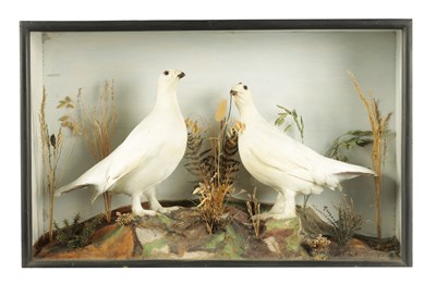 Lot 634 - A 19TH CENTURY TAXIDERMY SPECIMEN OF TWO PTARMIGAN IN WINTER PLUMAGE