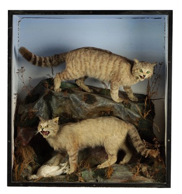 Lot 627 - A 19TH CENTURY TAXIDERMY SPECIMEN OF A PAIR OF SCOTTISH WILDCATS WITH PTARMIGAN