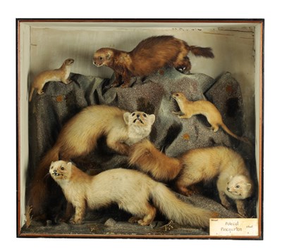 Lot 632 - A 19TH CENTURY TAXIDERMY SPECIMEN OF 3 PINE MARTENS WITH  STOAT ETC. LISTED ON REVERSE