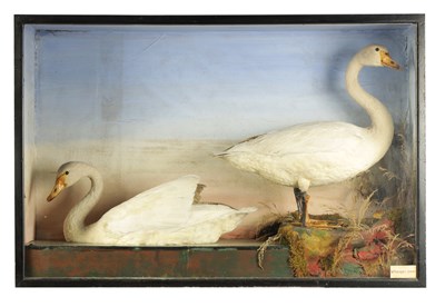 Lot 636 - A RARE 19TH CENTURY TAXIDERMY SPECIMEN OF A PAIR OF WHOOPER SWANS