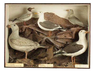 Lot 649 - A 19TH CENTURY TAXIDERMY SPECIMEN CASED SET OF KITTYWAKE GULLS ETC. LISTED ON REVERSE