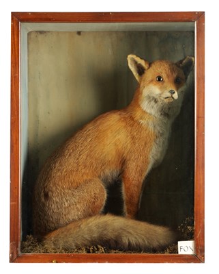 Lot 633 - A 19TH CENTURY TAXIDERMY SPECIMEN OF A FOX