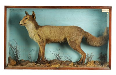 Lot 642 - A RARE 19TH CENTURY TAXIDERMY SPECIMEN OF A MOUNTAIN FOX