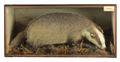 Lot 646 - A 19TH CENTURY TAXIDERMY SPECIMEN OF A BADGER