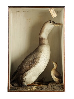 Lot 645 - A 19TH CENTURY TAXIDERMY SPECIMEN OF A GREAT NORTHERN DIVER WITH CHICK