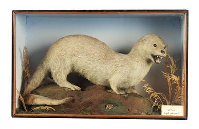 Lot 647 - A 19TH CENTURY TAXIDERMY SPECIMEN OF AN OTTER