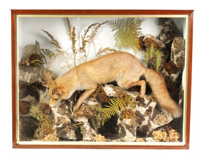 Lot 425 - A 19TH CENTURY LARGE CASED TAXIDERMIC FOX