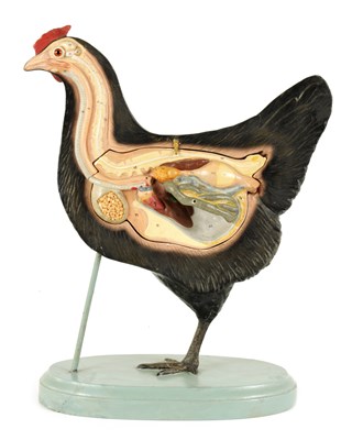 Lot 396 - AN EARLY 20TH CENTURY ANATOMICAL MODEL OF A HEN