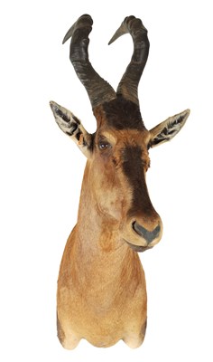 Lot 700 - A 20TH CENTURY TAXIDERMY OF A HARTEBEEST MOUNT (ANTELOPE)